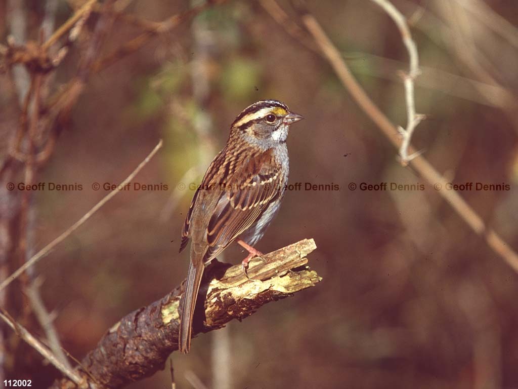 WTSP-BP_White-throated-Sparrow