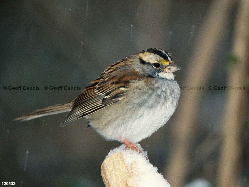 WTSP-BQ_White-throated-Sparrow