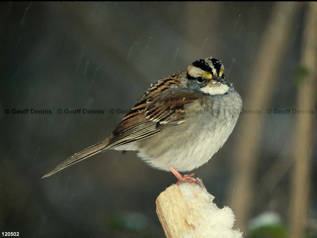 WTSP-BR_White-throated-Sparrow