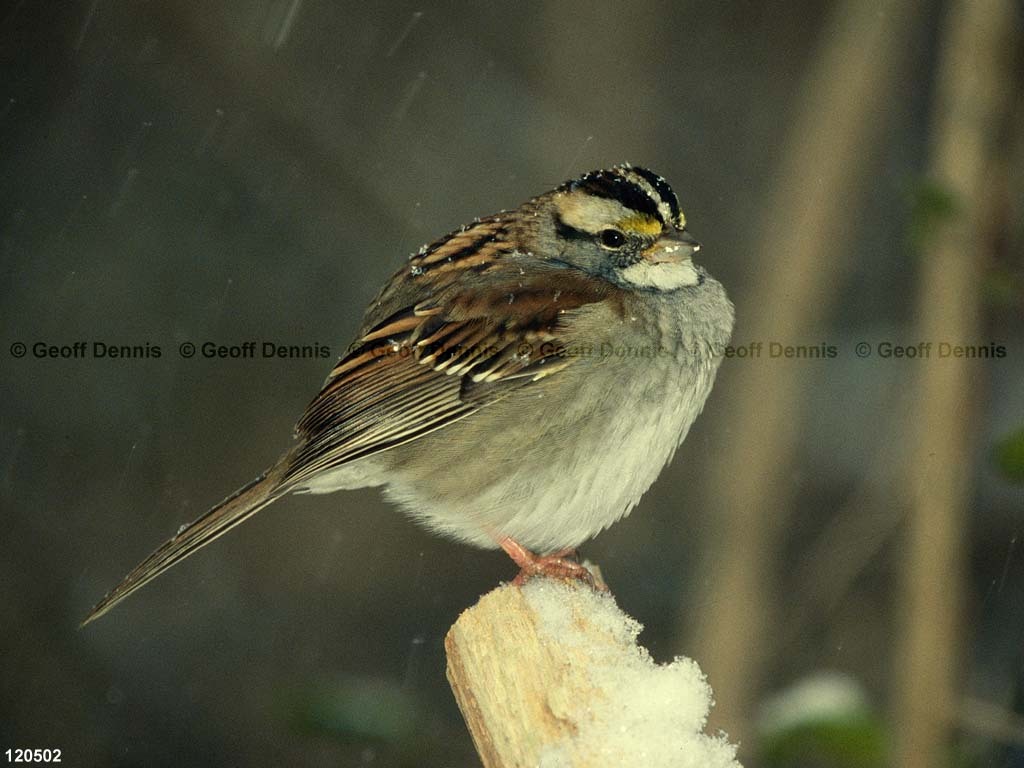 WTSP-BS_White-throated-Sparrow