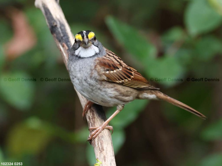 WTSP-BT_White-throated-Sparrow