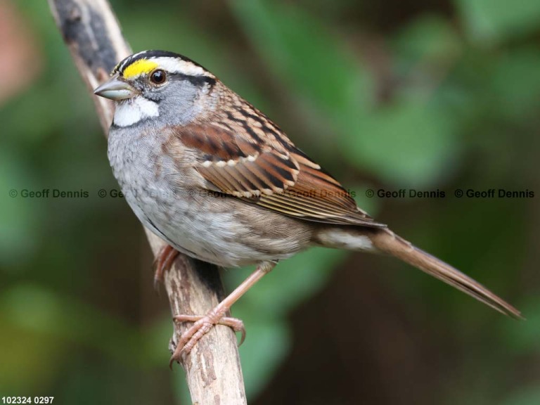 WTSP-BU_White-throated-Sparrow