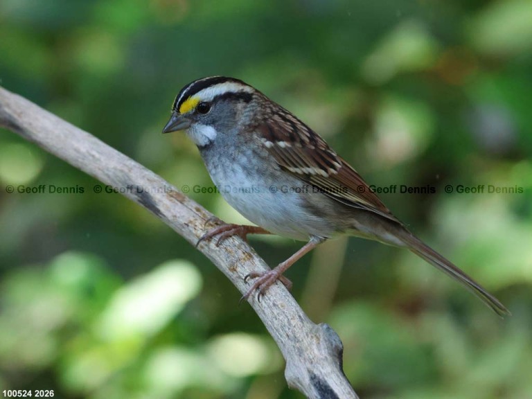 WTSP-BV_White-throated-Sparrow