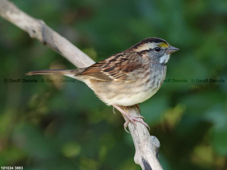 WTSP-BW_White-throated-Sparrow