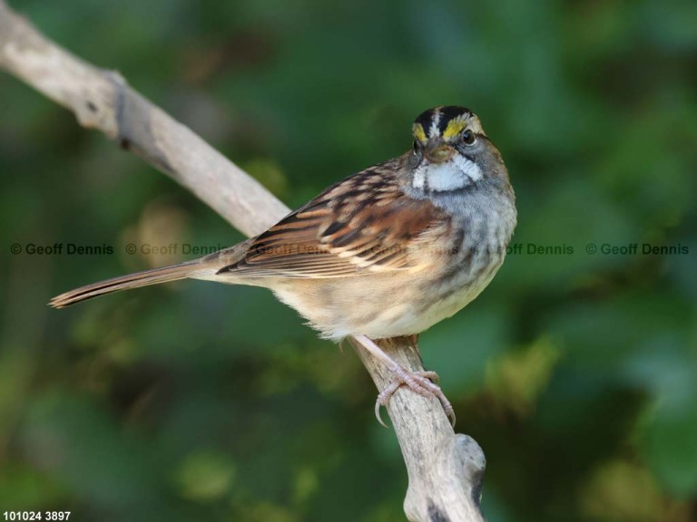 WTSP-BX_White-throated-Sparrow