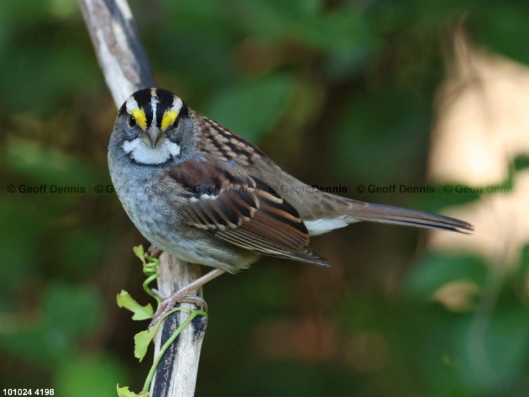 WTSP-BY_White-throated-Sparrow