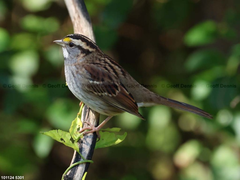 WTSP-BZ_White-throated-Sparrow