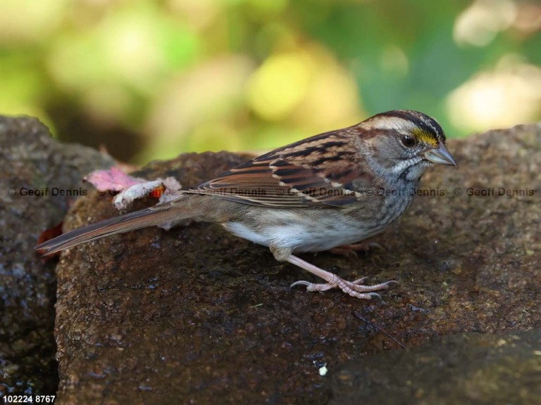 WTSP-CA_White-throated-Sparrow