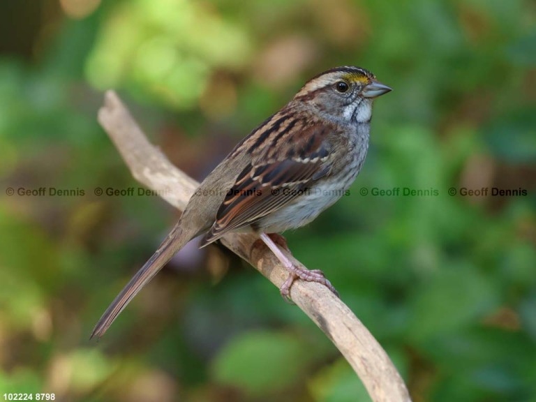 WTSP-CB_White-throated-Sparrow