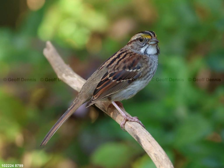 WTSP-CC_White-throated-Sparrow