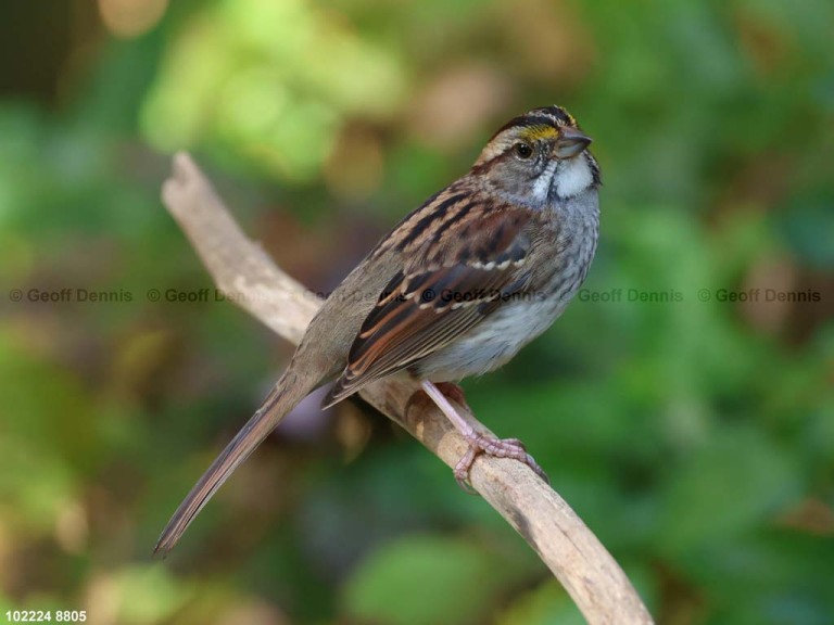 WTSP-CD_White-throated-Sparrow