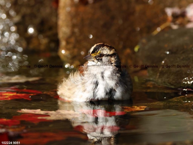 WTSP-CE_White-throated-Sparrow