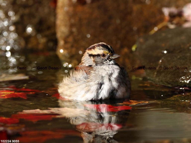 WTSP-CF_White-throated-Sparrow