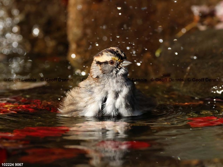 WTSP-CG_White-throated-Sparrow