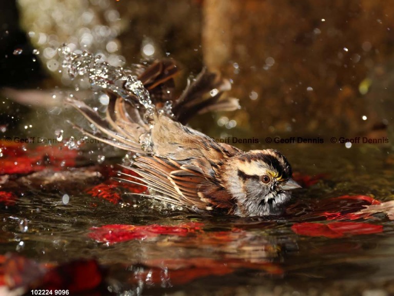 WTSP-CH_White-throated-Sparrow