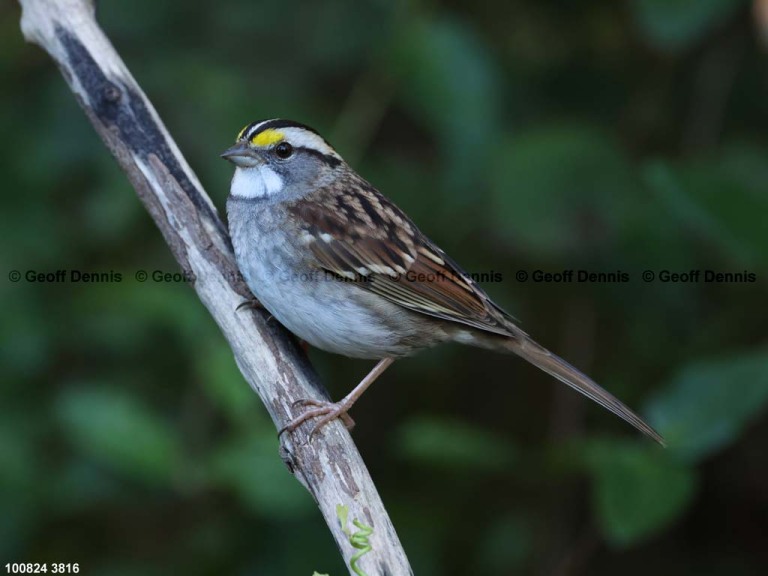 WTSP-CI_White-throated-Sparrow