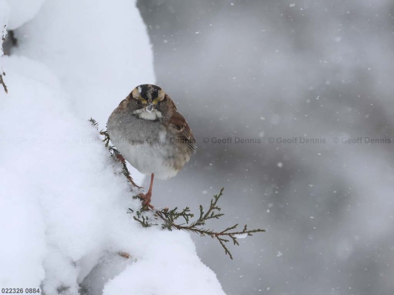 WTSP-CJ_White-throated-Sparrow_2