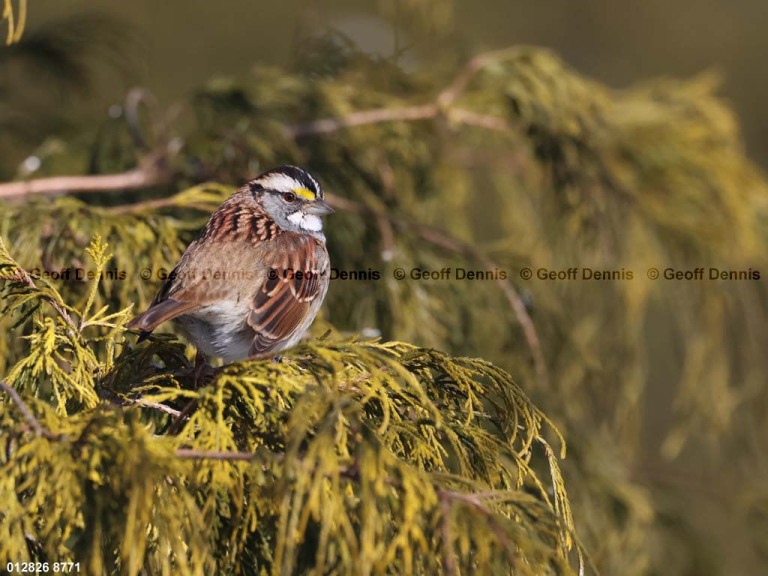 WTSP-CK_White-throated-Sparrow