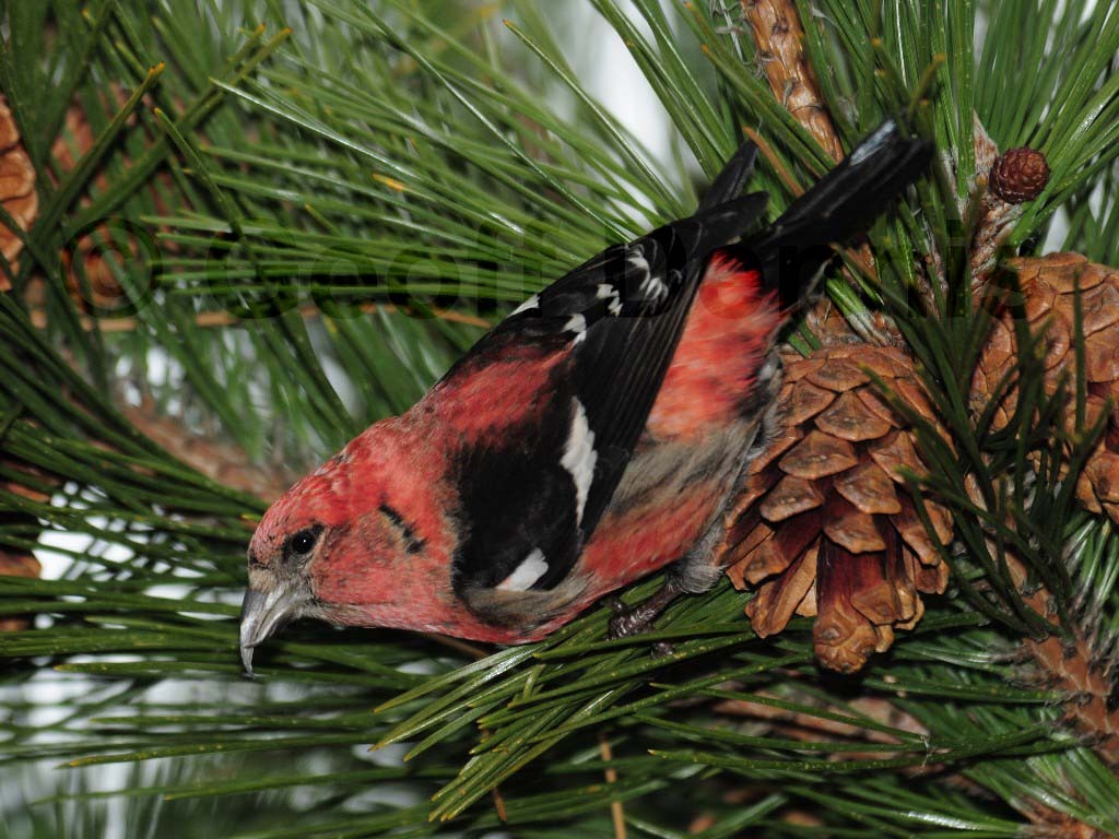 WWCR-AA_White-winged-Crossbill