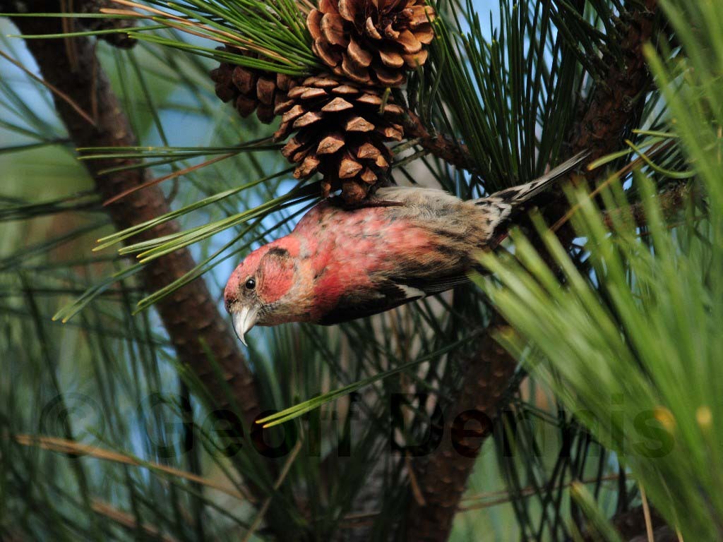 WWCR-AB_White-winged-Crossbill