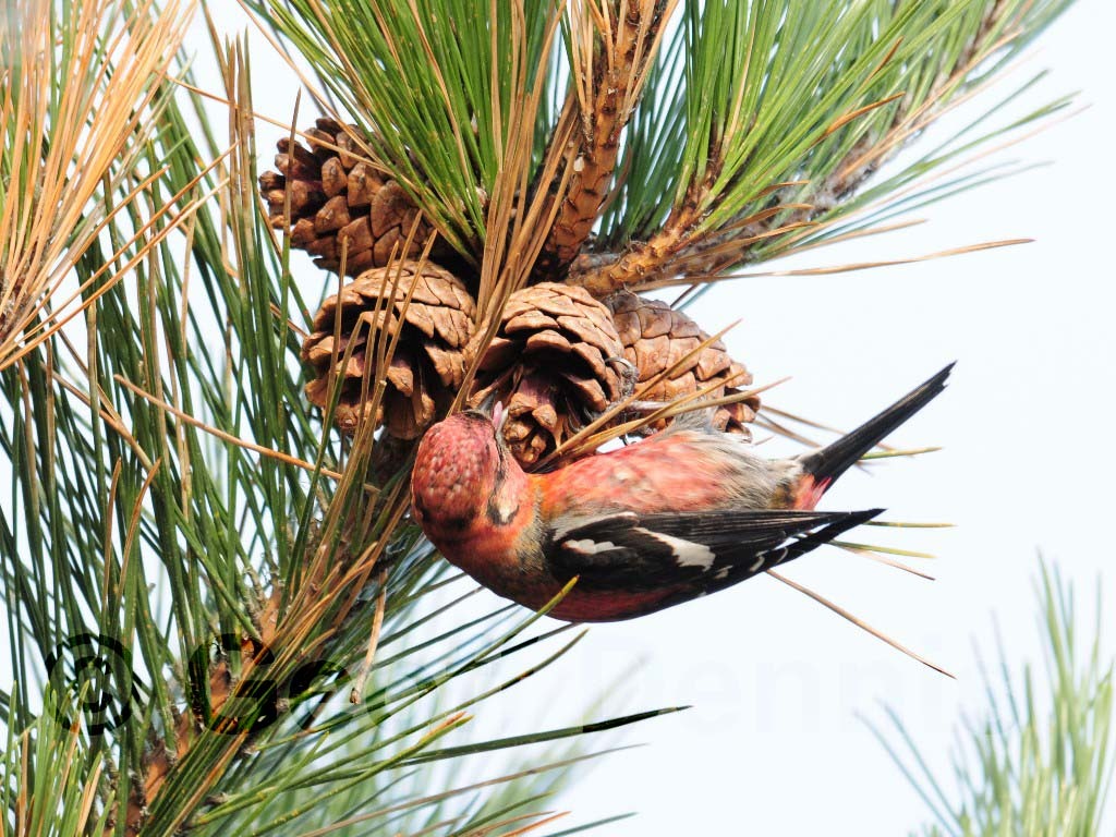 WWCR-AC_White-winged-Crossbill