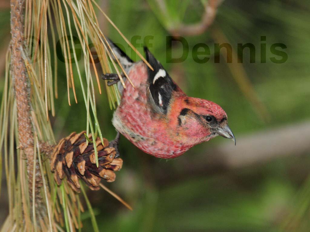 WWCR-AD_White-winged-Crossbill