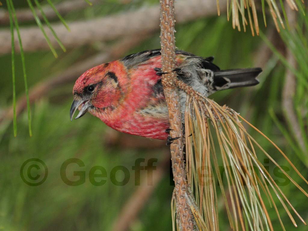 WWCR-AE_White-winged-Crossbill