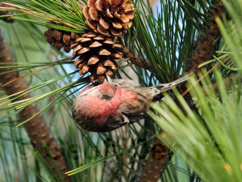 WWCR-AF_White-winged-Crossbill