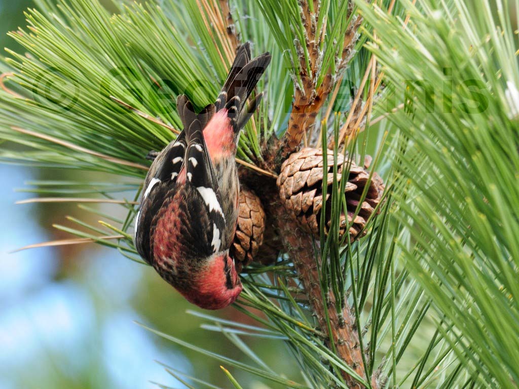WWCR-AG_White-winged-Crossbill