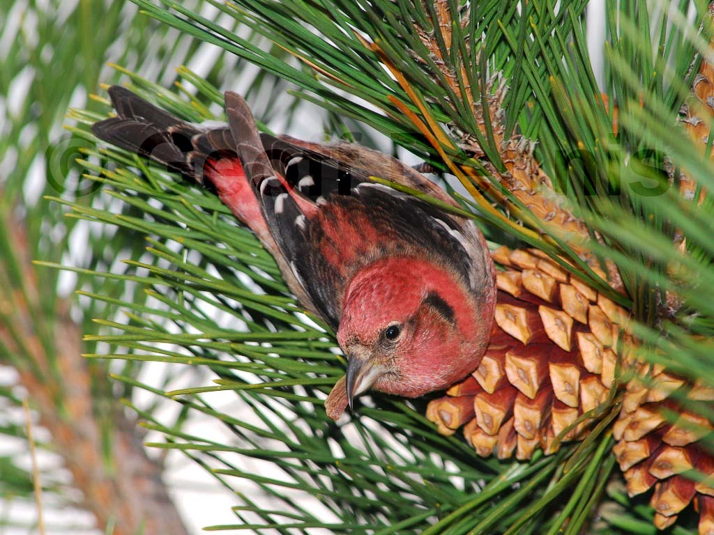WWCR-AH_White-winged-Crossbill
