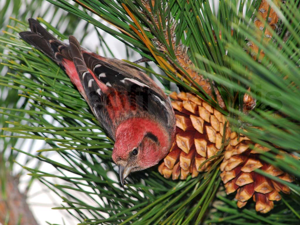 WWCR-AI_White-winged-Crossbill