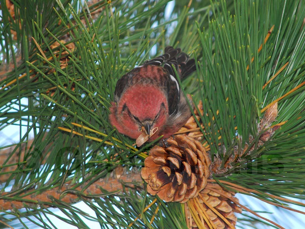 WWCR-AJ_White-winged-Crossbill