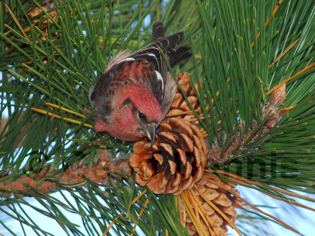 WWCR-AK_White-winged-Crossbill