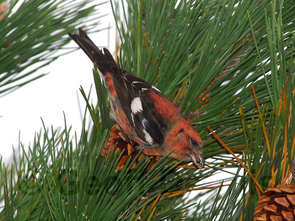 WWCR-AL_White-winged-Crossbill