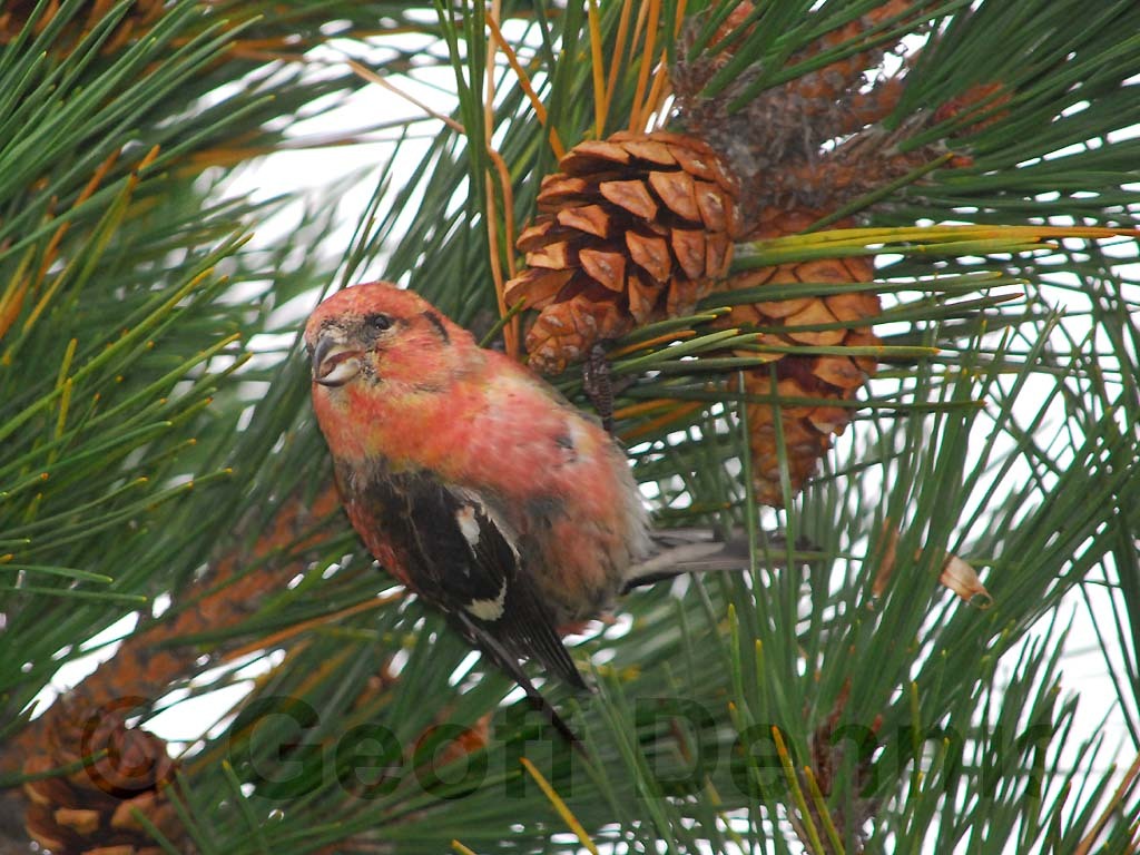 WWCR-AM_White-winged-Crossbill