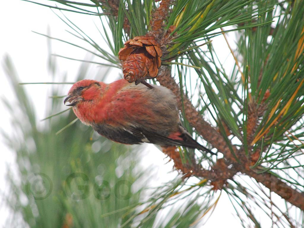 WWCR-AN_White-winged-Crossbill