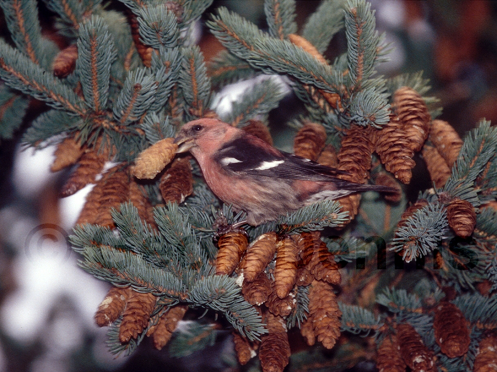 WWCR-AO_White-winged-Crossbill