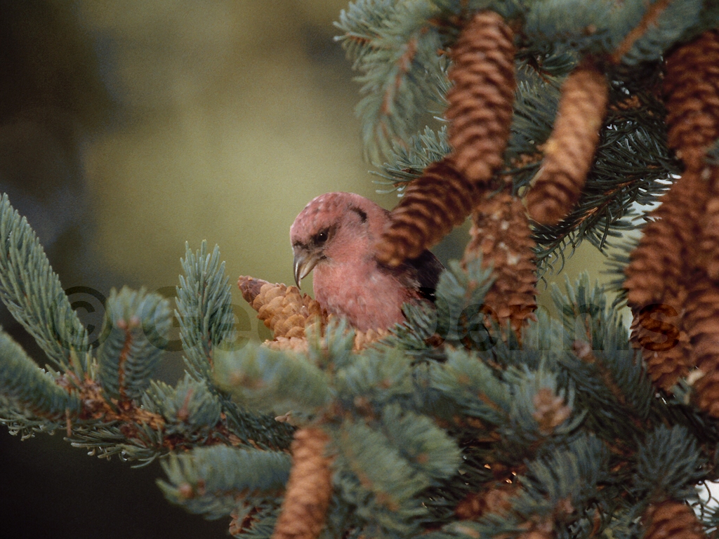 WWCR-AP_White-winged-Crossbill