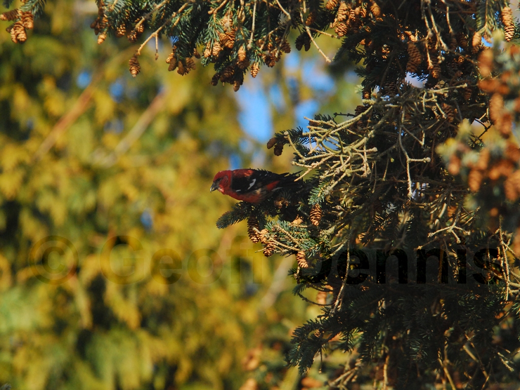 WWCR-AQ_White-winged-Crossbill