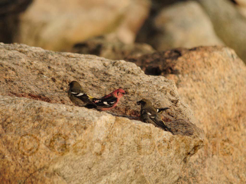 WWCR-AR_White-winged-Crossbill