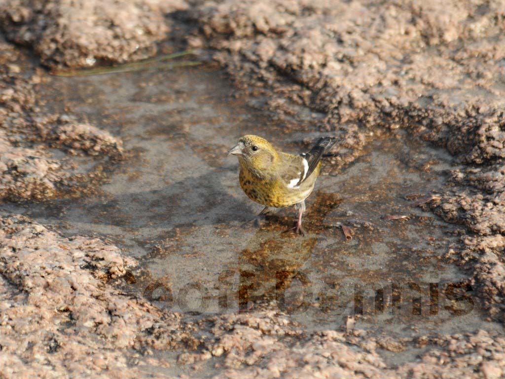 WWCR-AS_White-winged-Crossbill