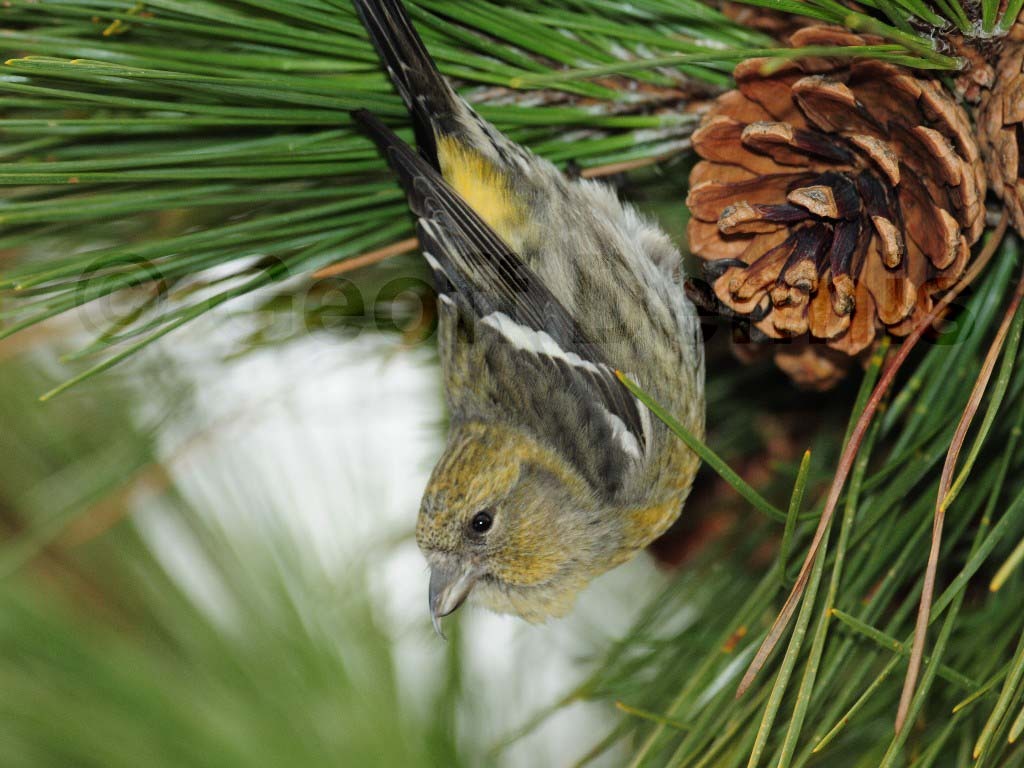 WWCR-AT_White-winged-Crossbill