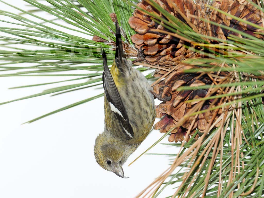 WWCR-AU_White-winged-Crossbill