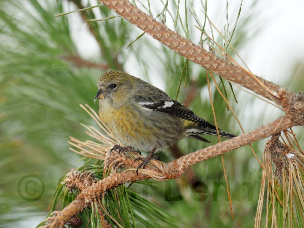 WWCR-AV_White-winged-Crossbill