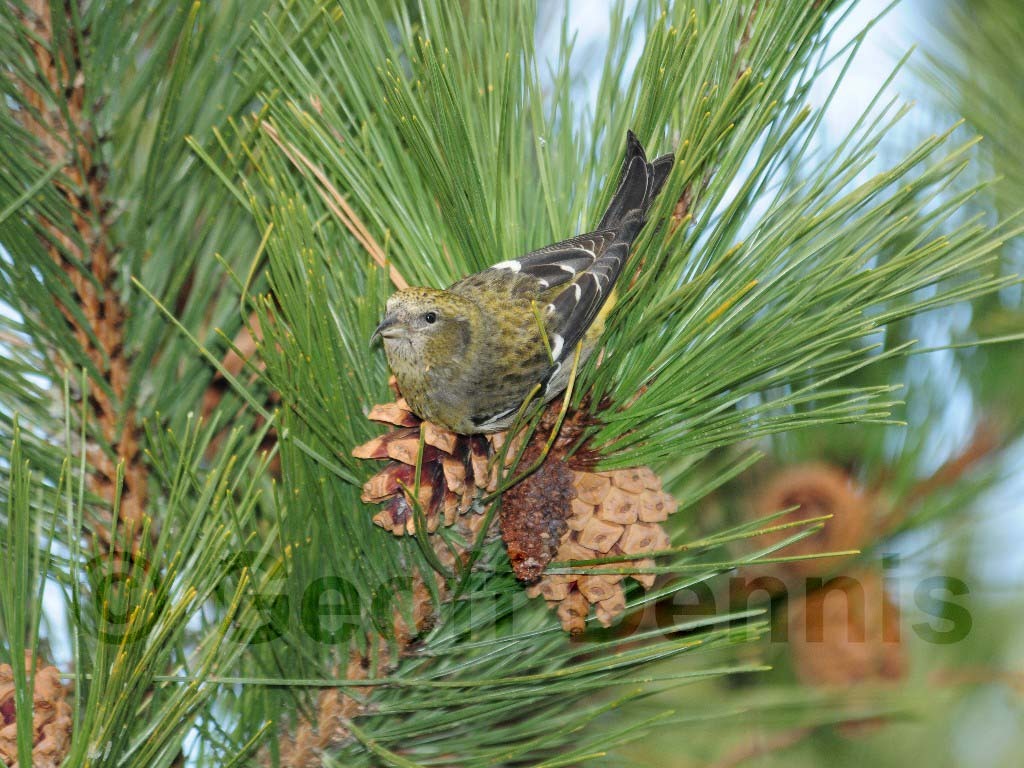 WWCR-AW_White-winged-Crossbill