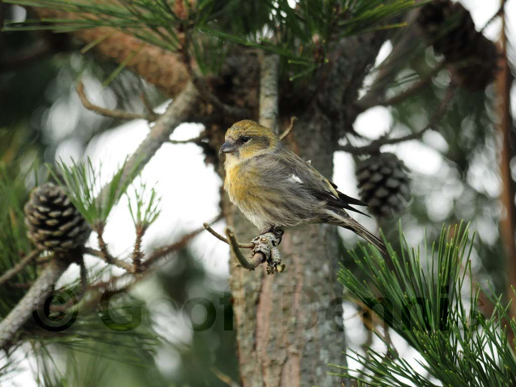 WWCR-AX_White-winged-Crossbill