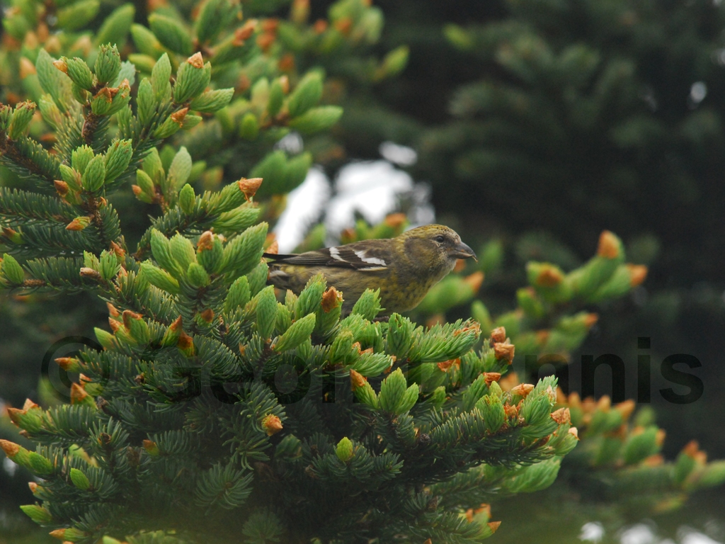 WWCR-AY_White-winged-Crossbill