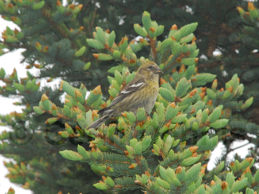 WWCR-AZ_White-winged-Crossbill