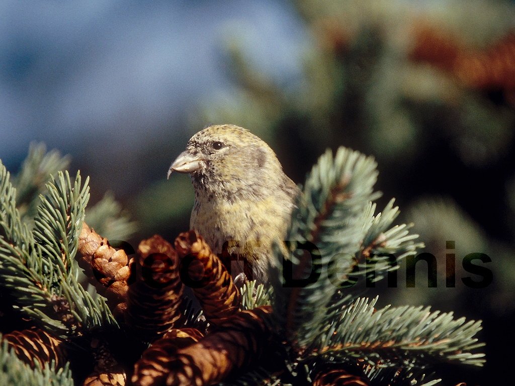 WWCR-BA_White-winged-Crossbill