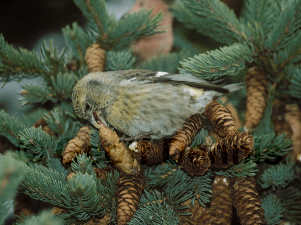 WWCR-BB_White-winged-Crossbill